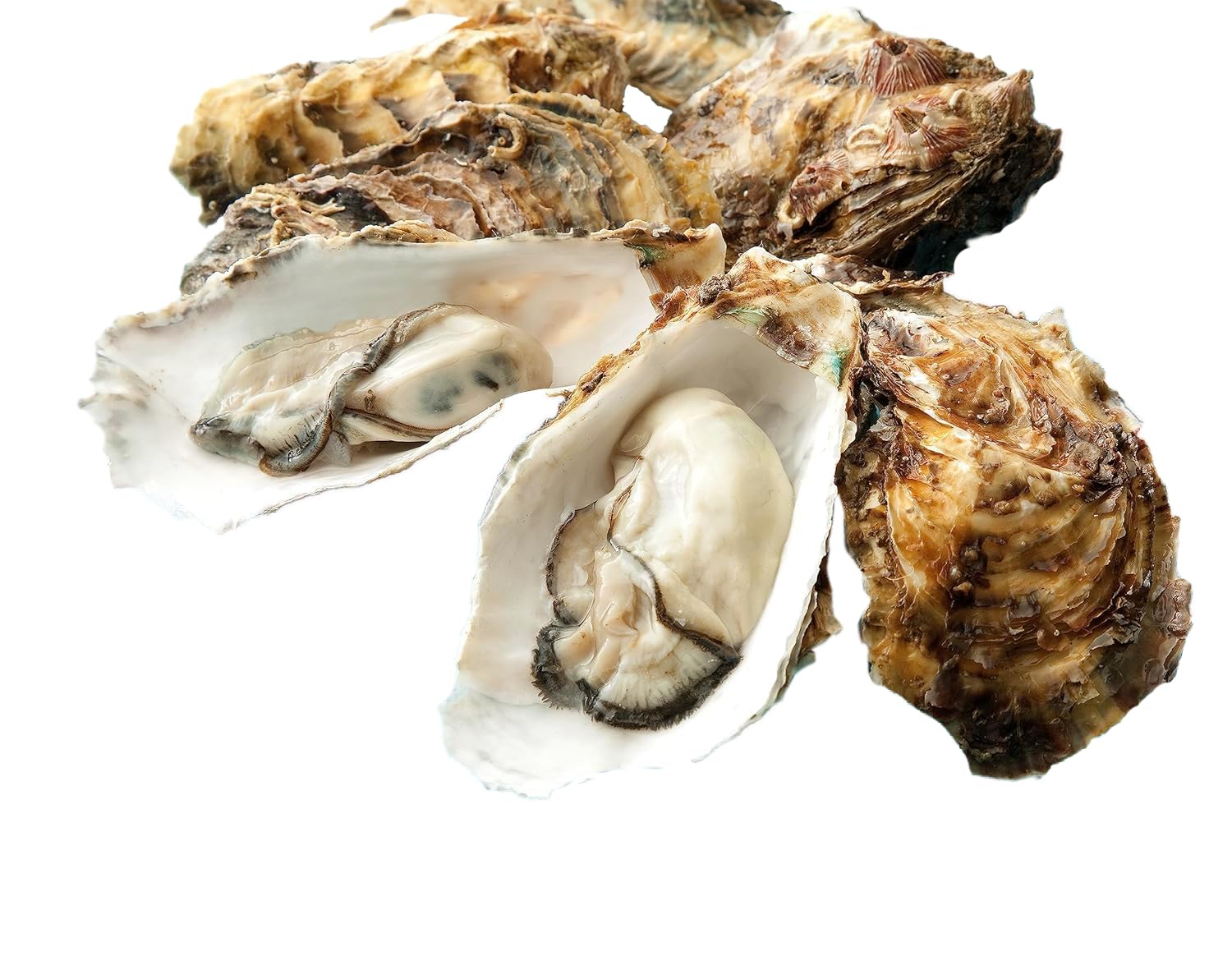 ‎カタクチ商店 牡蠣 冷蔵 かき カキ 海鮮 殻付き 国産 oyster 大粒 アヒージョ カキ殻 宮城県産 (加熱用)