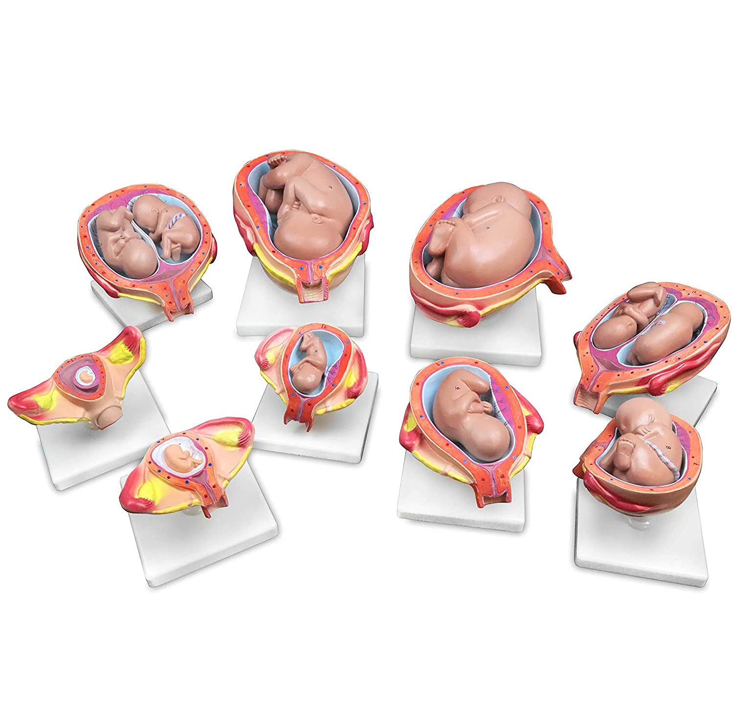 Buy UIGJIOG Fetus Development Model Human Embryonic Development Model ...
