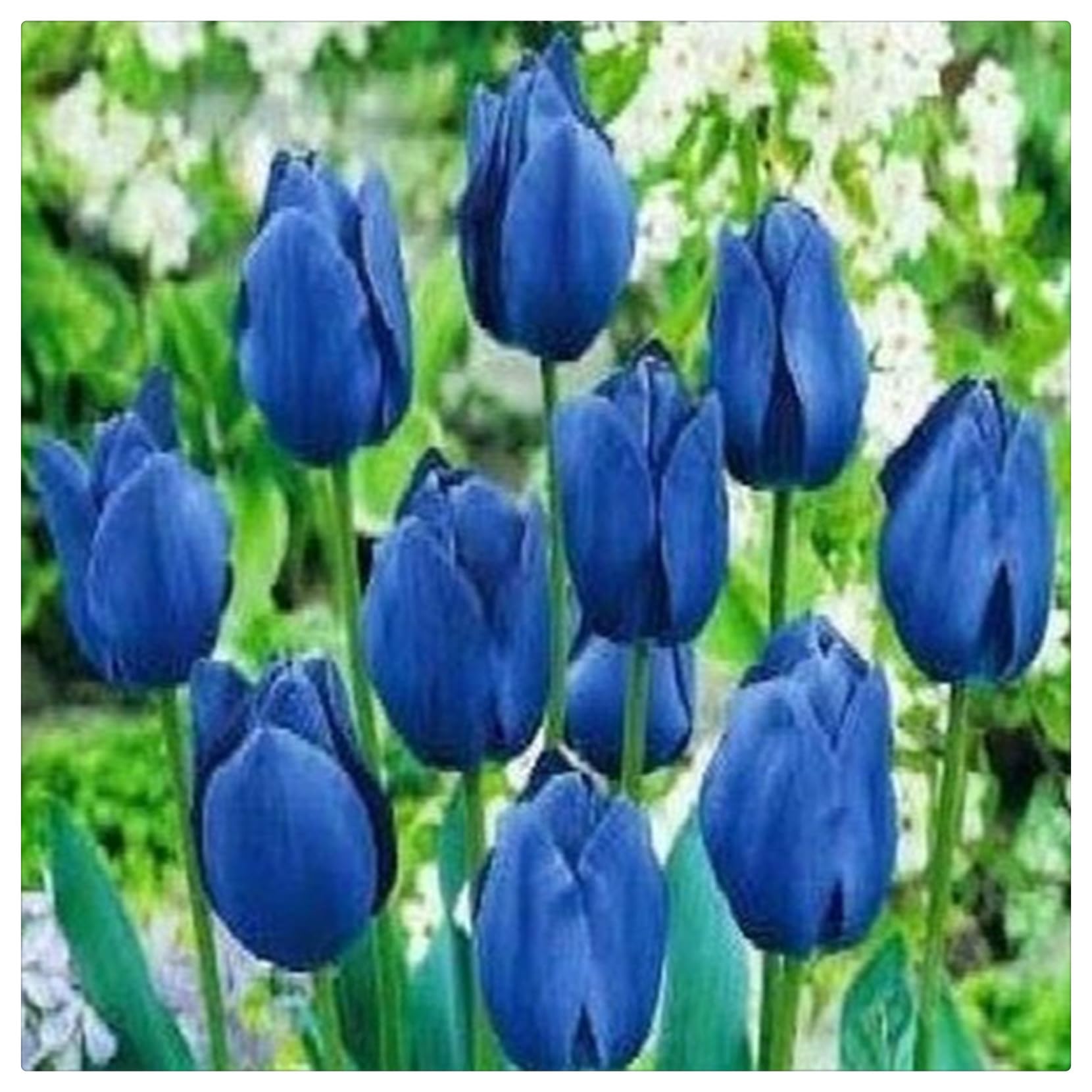 Tulipano Bulbi, Bulbi di Tulipani,Turgidi, Tulipani bulboso,Sani, Robusti, Compatti, Intatti, Vigorosi-15 bulbi-E