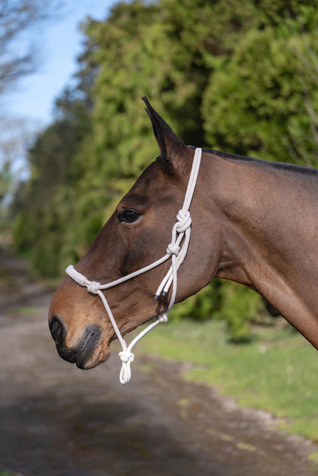 Rhinegold Cotton Rope Halter-Extra Full
