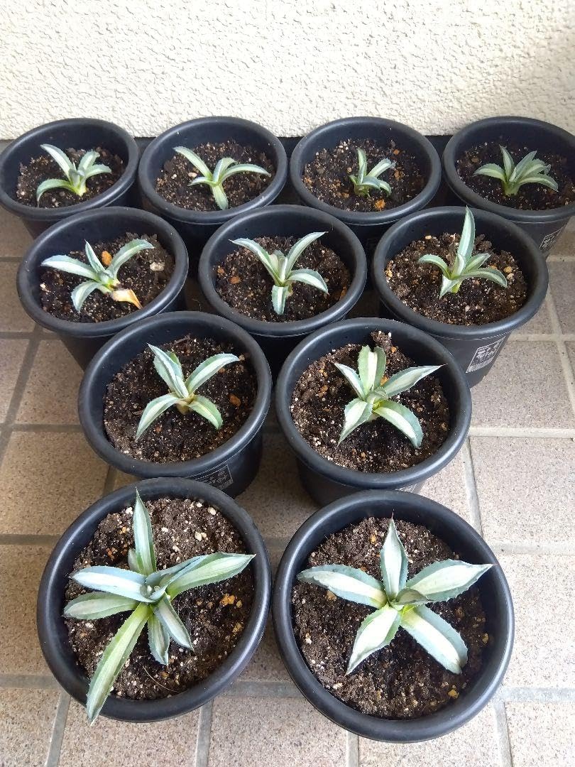 2苗セット アガベ 珍種 