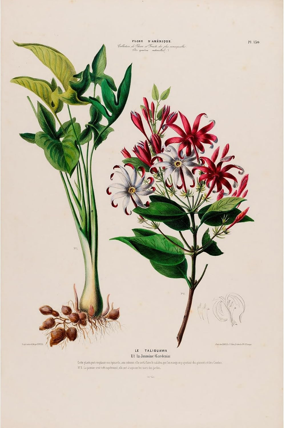 ArtDirect Flora of America, drawn from nature on the spot Pl.130 (1843) Art Print Giclee Poster by Etienne Denisse - Ready to Frame, Sizes 7x10, 9x14, 13x20, 24x36, 32x48 and 40x60 In