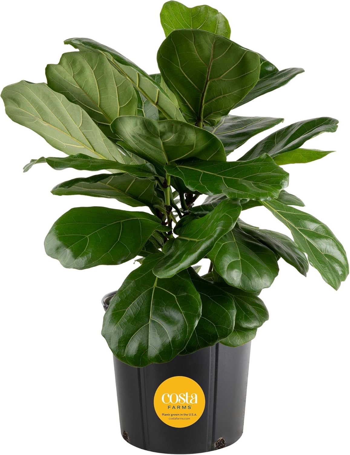 Costa Farms Fiddle Leaf Fig, Live Indoor Ficus Lyrata Floor Plant, Tropical Houseplant Potted in Nursery Planter, Housewarming, Birthday, Office and Living Room Decor, 2-3 Feet Tall