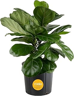 Costa Farms Fiddle Leaf Fig, Live Indoor Ficus Lyrata Floor Plant, Tropi...