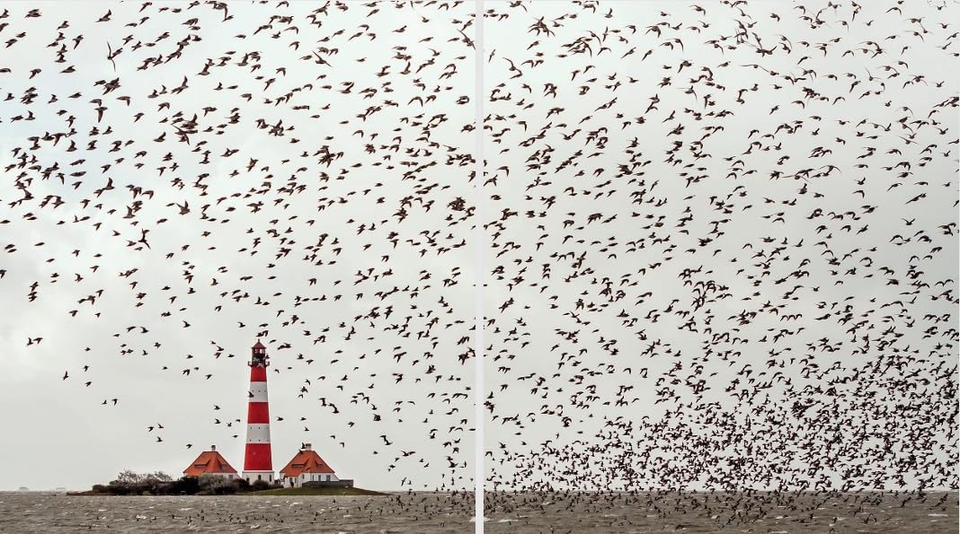 Wunderwelt Wattenmeer: Exklusive Einblicke in einen faszinierenden Kosmos