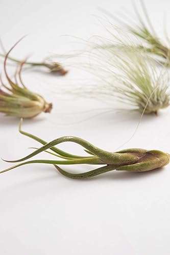 Miniatura 4 de Shop Suculents - Plantas seleccionadas a mano, variedad de especies, plantas de interior tropicales para decoración del hogar y terrarios