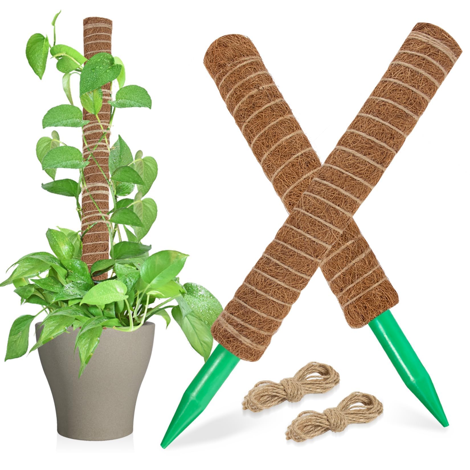 Moss boards Q57 22-23　MOSS STICK Clear Starter Moss Pole – Rousseau Plant Care