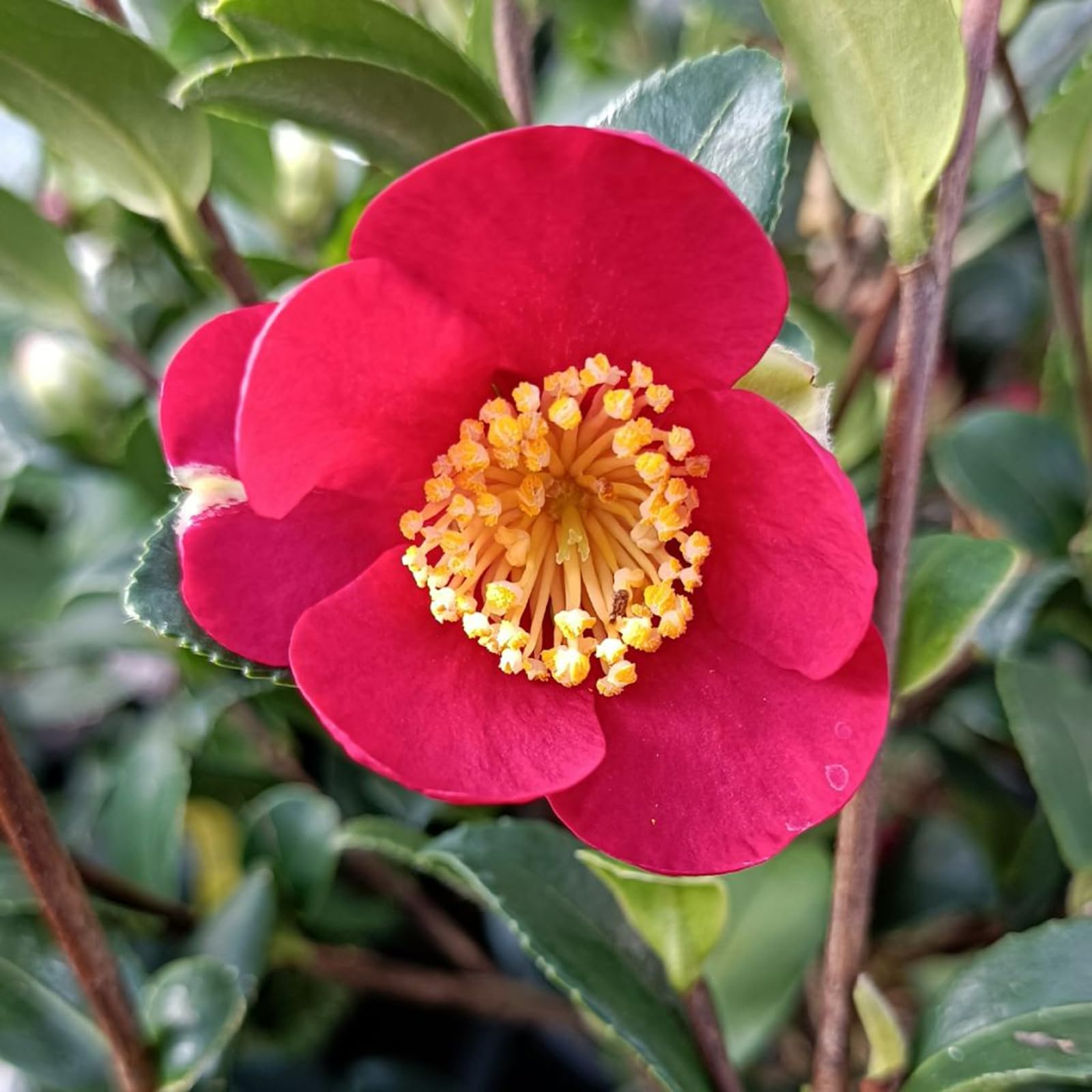 Carbeth Plants Camellia x Vernalis Yuletide Plant in 2L Pot
