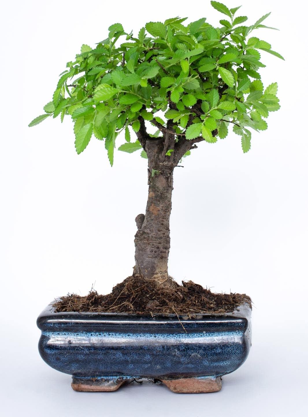 dracena marginata cena Dracaena Marginata Braided | Large Houseplants for Delivery