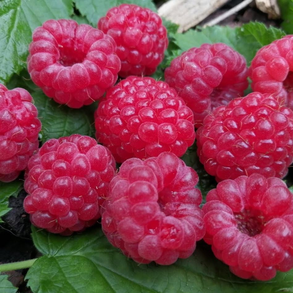 Plant World Seeds - Raspberry 'Ruby Red' Seeds (Edible Berry Seeds)