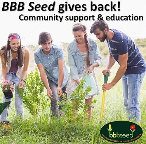 Miniatura 7 de Semillas de flores silvestres tolerantes a la sequía, 4 onzas, mezcla de semillas de flores a granel de polinización abierta para hermosas flores de