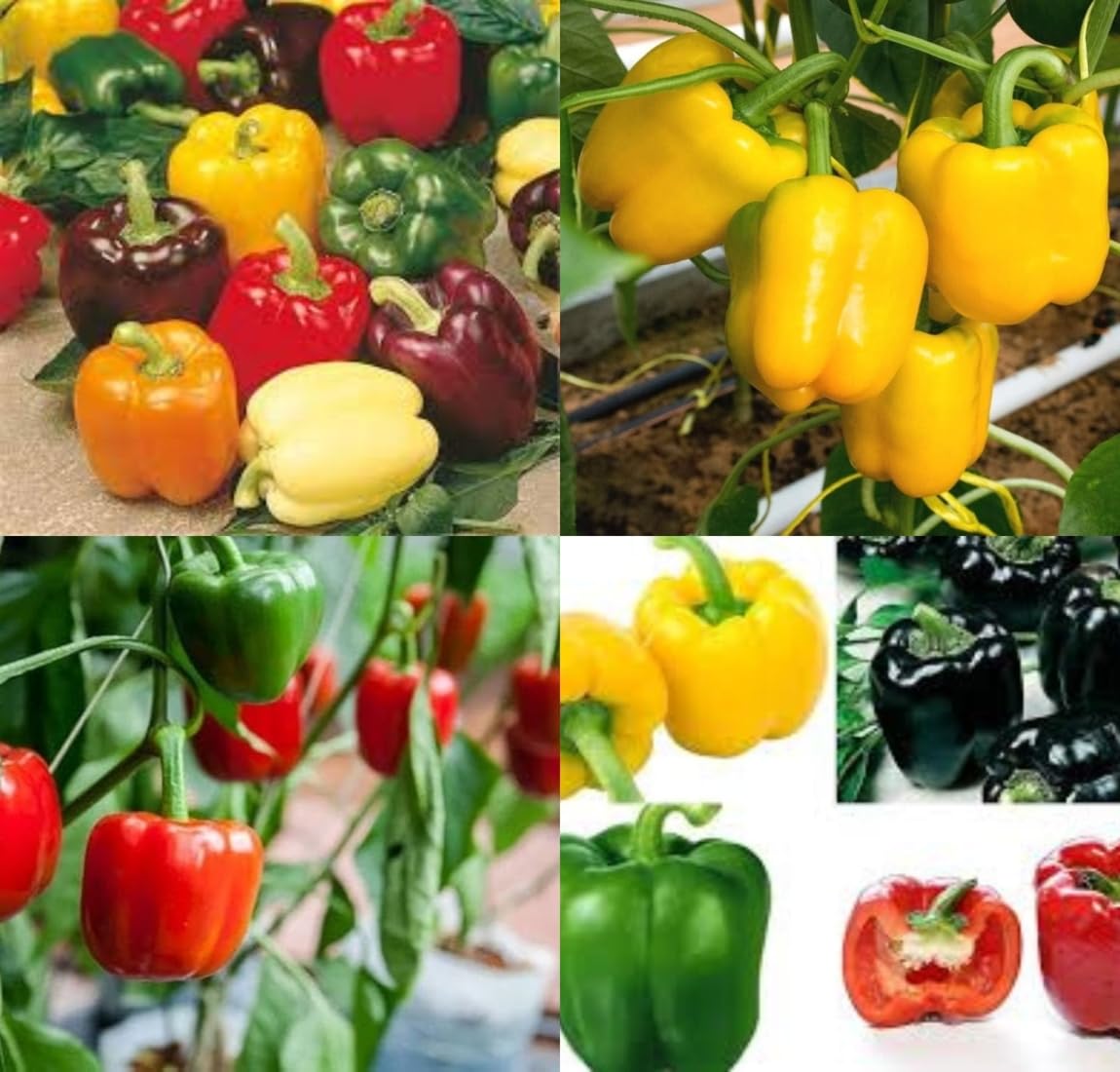 All seasons shimla mirch seeds shimla mirchi beez Shimla mirch vegetable seeds pack of 50-image-25
