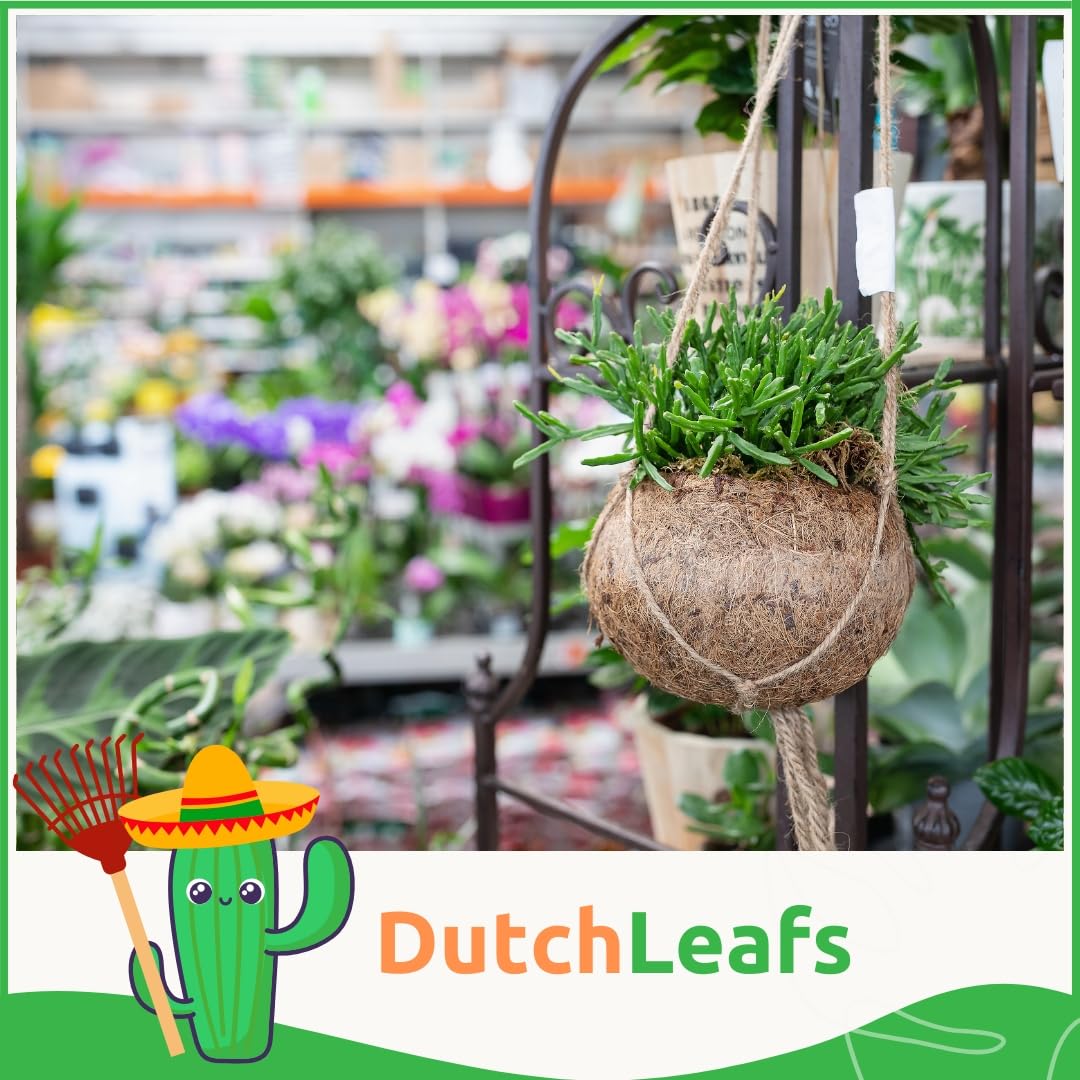 Rhipsalis Mix 20 Stück Verschiedene Mini-Sukkulenten im Ø 7 cm Terrakotta Blumentopf - Rutenkaktus Korallenkaktus Sukkulent Kleine Pflanzen Pflegeleicht - Höhe 8-15 cm
