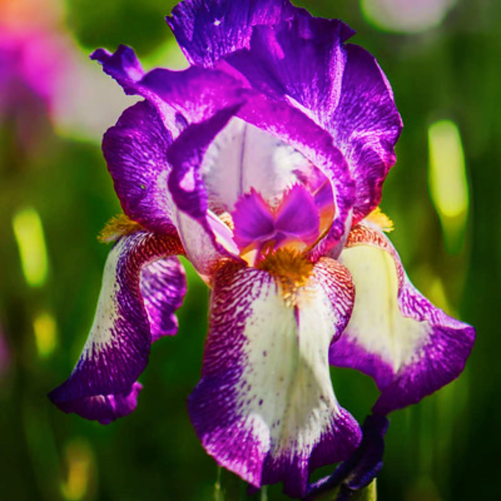 Iris Bulbs-Iris Bulbs for Planting Now UK,Hardy Perennial,Wedding Flowers,Plant Bulbs,Garden Flowers-4bulbs-e