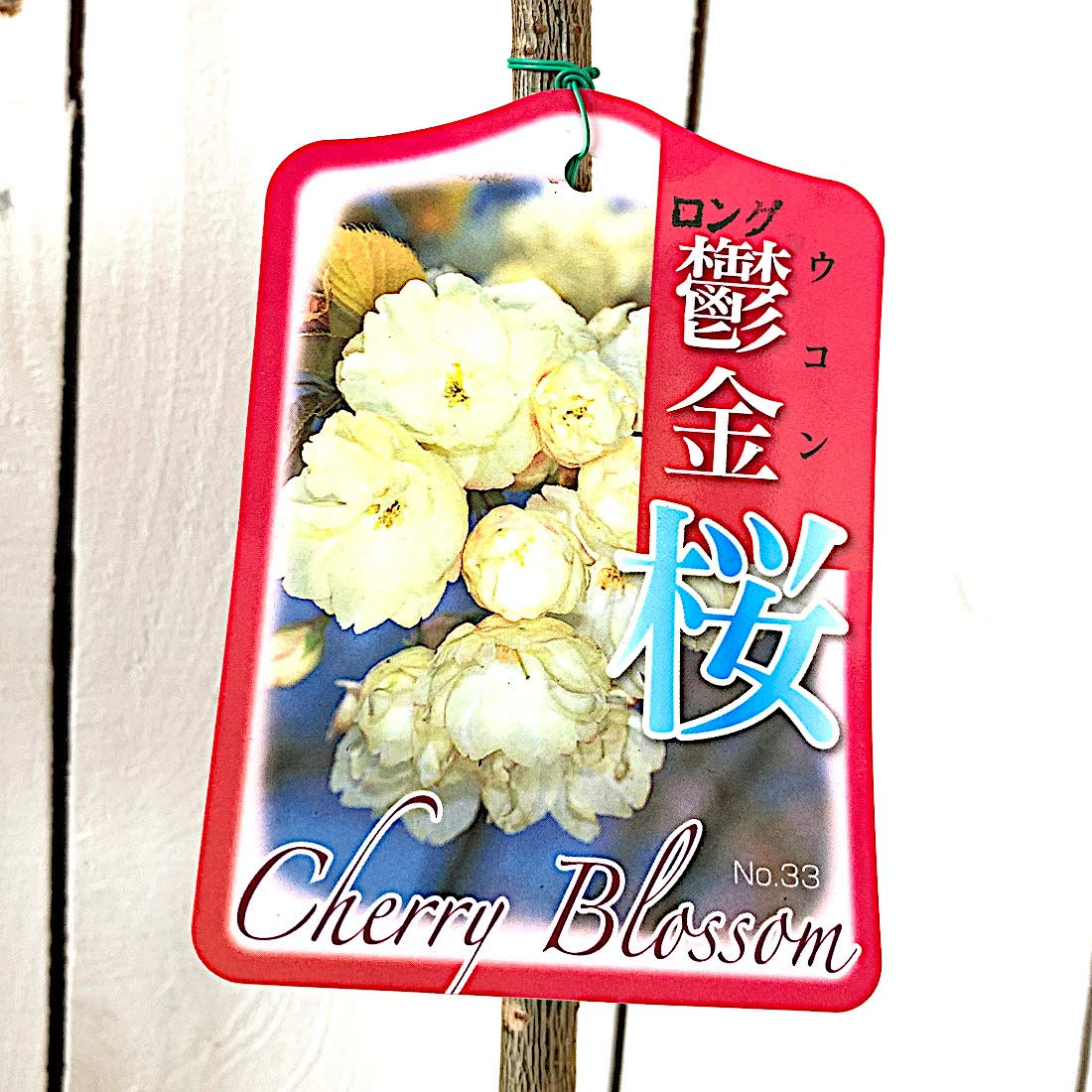 Amazon.co.jp: 桜 苗木 鬱金桜 12cmロングポット苗 うこんざくら