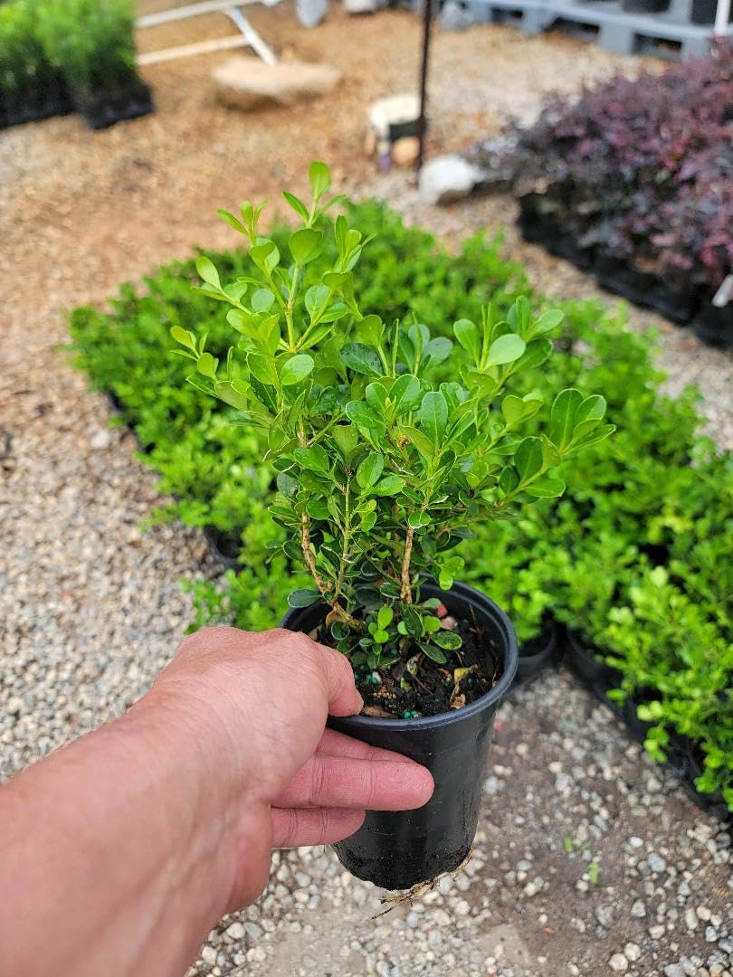 Little Missy Dwarf Boxwood (Buxus) - Live Plant - (1 QT)