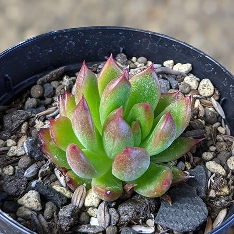 Amazon Co Jp デスペラード 7 5cmポット エケベリア Echeveria 福岡県産 多肉植物 多肉 観葉植物 インテリアグリーン 寄せ植えに 本 ホーム キッチン
