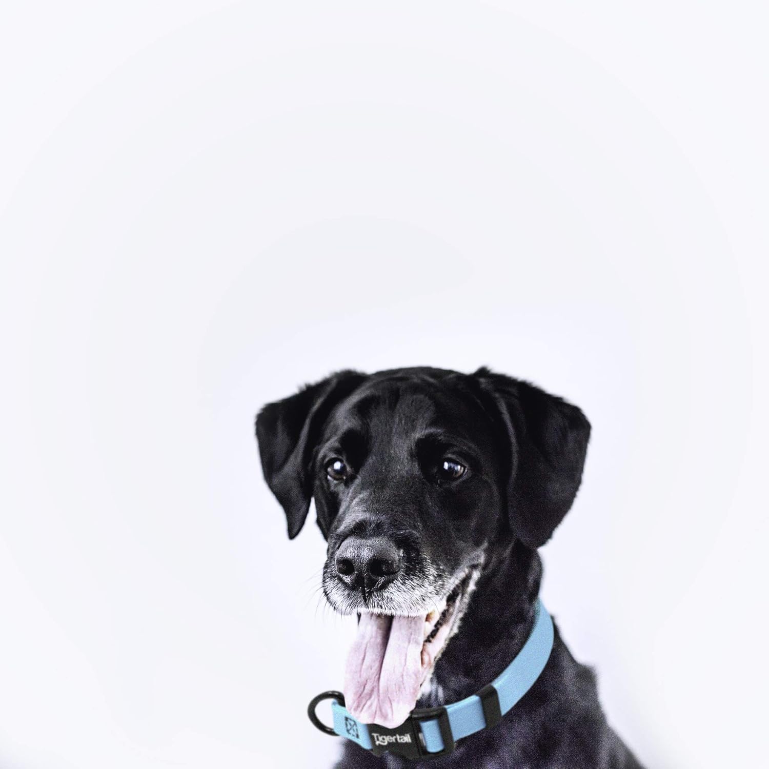 Tiger Tail Small Teal Dog Collar | Waterproof and Odor-Proof for Active Pets | Durable, Anti-Mat, and Lightweight Design | Made with Premium Coated Nylon | Suitable for Small Breed Dogs
