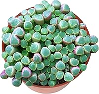 Vista 14 de Cotyledon Pendens de 4 pulgadas, suculenta viva completamente enraizada en macetas con mezcla de tierra, planta doméstica rara para la decoración