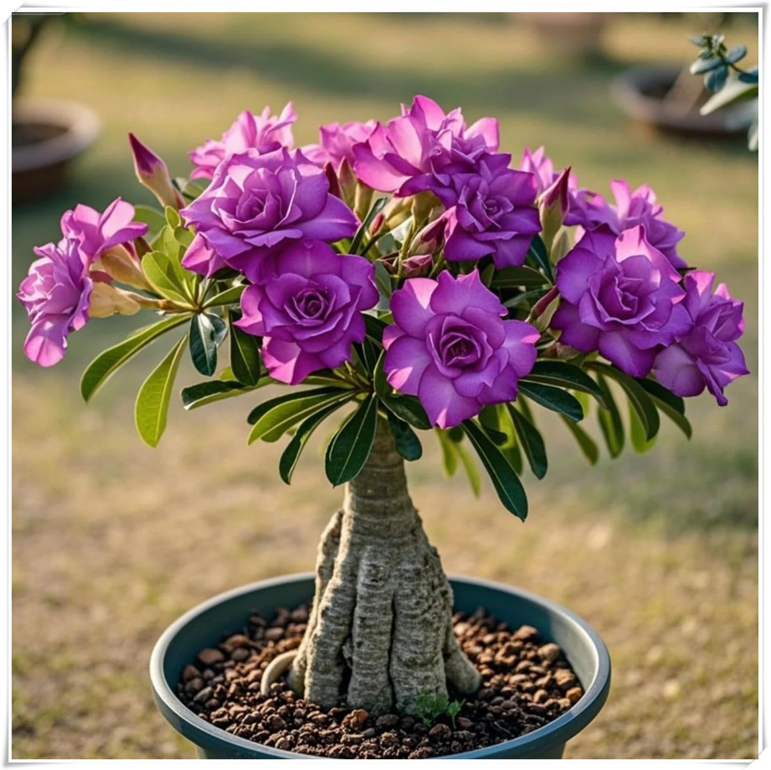 Rosa del Desierto Bulbo, Seco-Resistente, Elegante, Compacto, Terroso, Robusto, Natural-5 bulbi-D