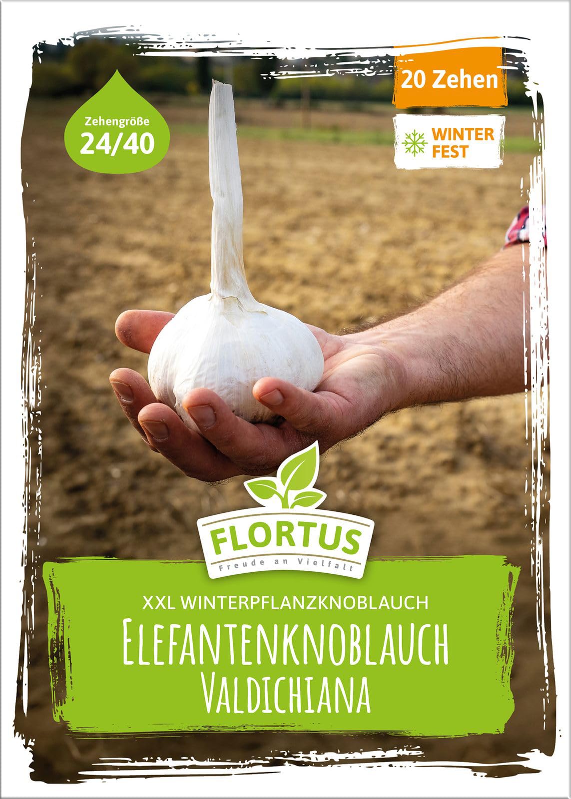 FLORTUS – Winterpflanzknoblauch Valdichiana Elefantenknoblauch 20 Zehen zertifiziertes Pflanzgut, keine Samen – Zehengröße 24-40 mm – winterhart, sehr große Steckzehen mild im Geschmack