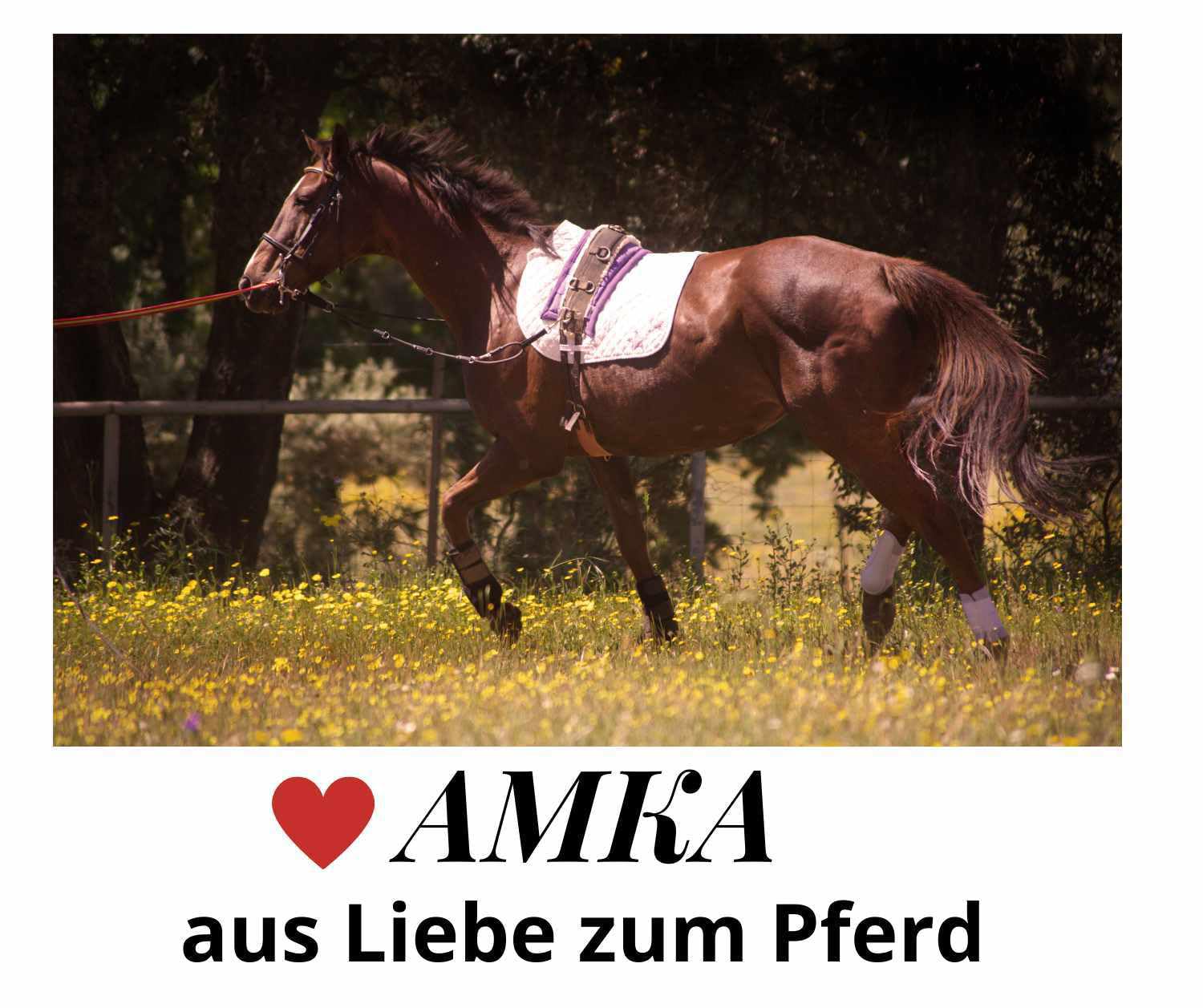 AMKA Reitkappzaum mit Gebissverschnallung zum Longieren und Reiten gebisslos oder mit Gebiss VB, WB, XWB