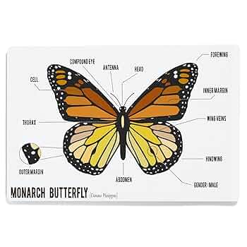 標本用品 Taiwan Dytiscoidae sp.38mm WG9925531660 | 墨水