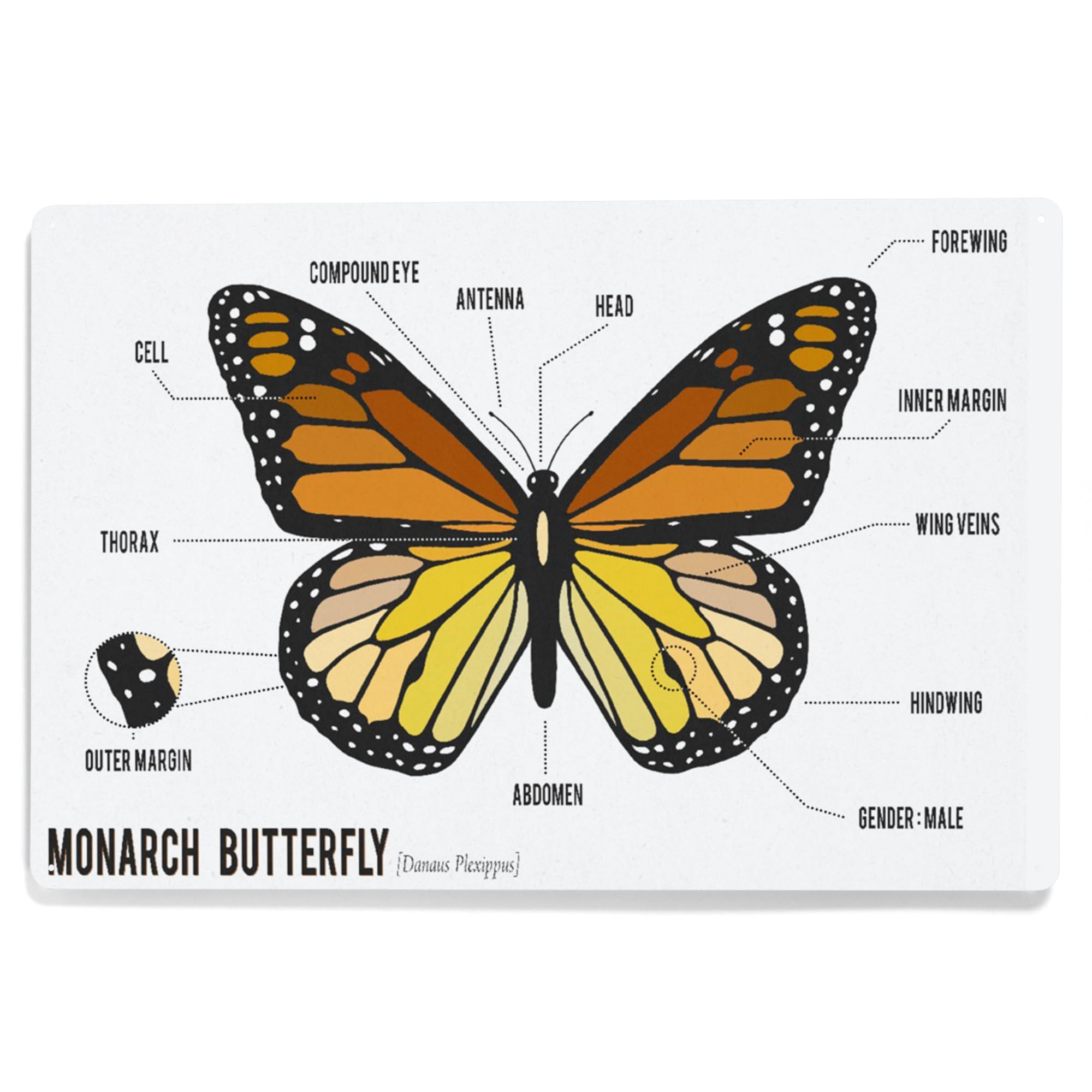 標本用品 Taiwan Dytiscoidae sp.38mm Taiwan Dytiscoidae sp.38mm