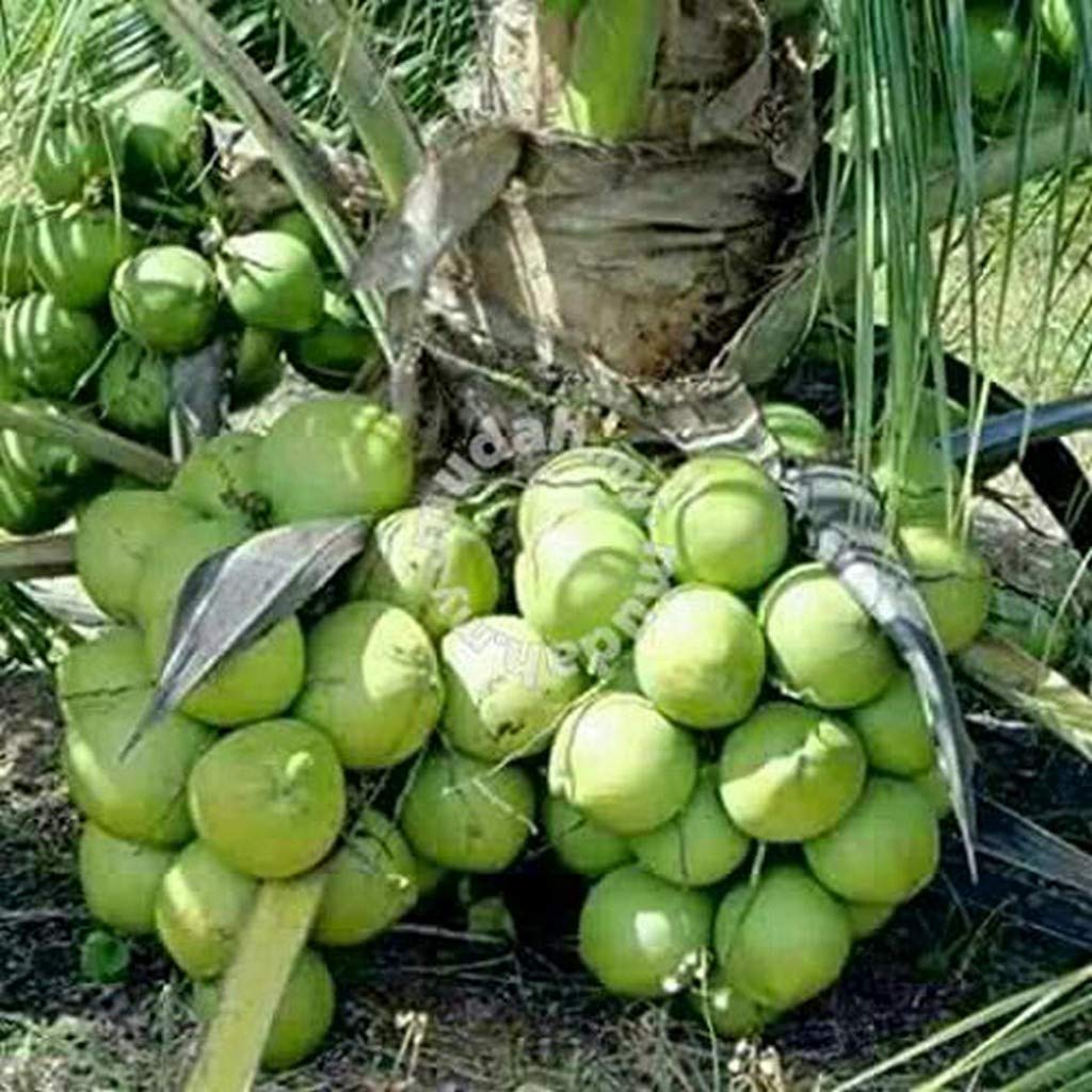 Creative Farmer Rare Exotic Coconut Live Plant- Dwarf Rare Hybrid Green Kalpasree Coconut (1 Healthy Live Plant) (PLANT-25-COCONUT#A601ll@) (B08P5QCR9F) Amazon Price History, Amazon Price Tracker