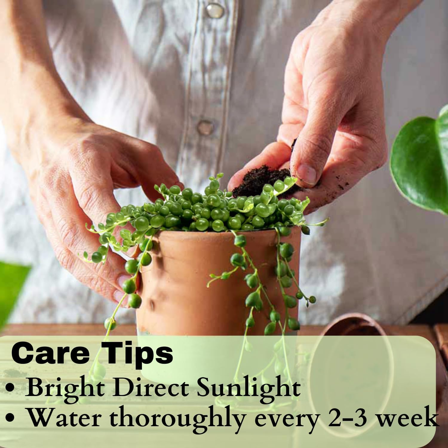 3" String of Pearls Plant Live, Succulent Plants Live in Hanging Basket, Rare Houseplant for Home Office Wedding & Gift Decor (Heat Pack Included)