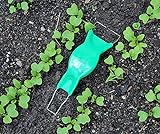 Schwedische Jätefaust Grün von Bobby-Seeds