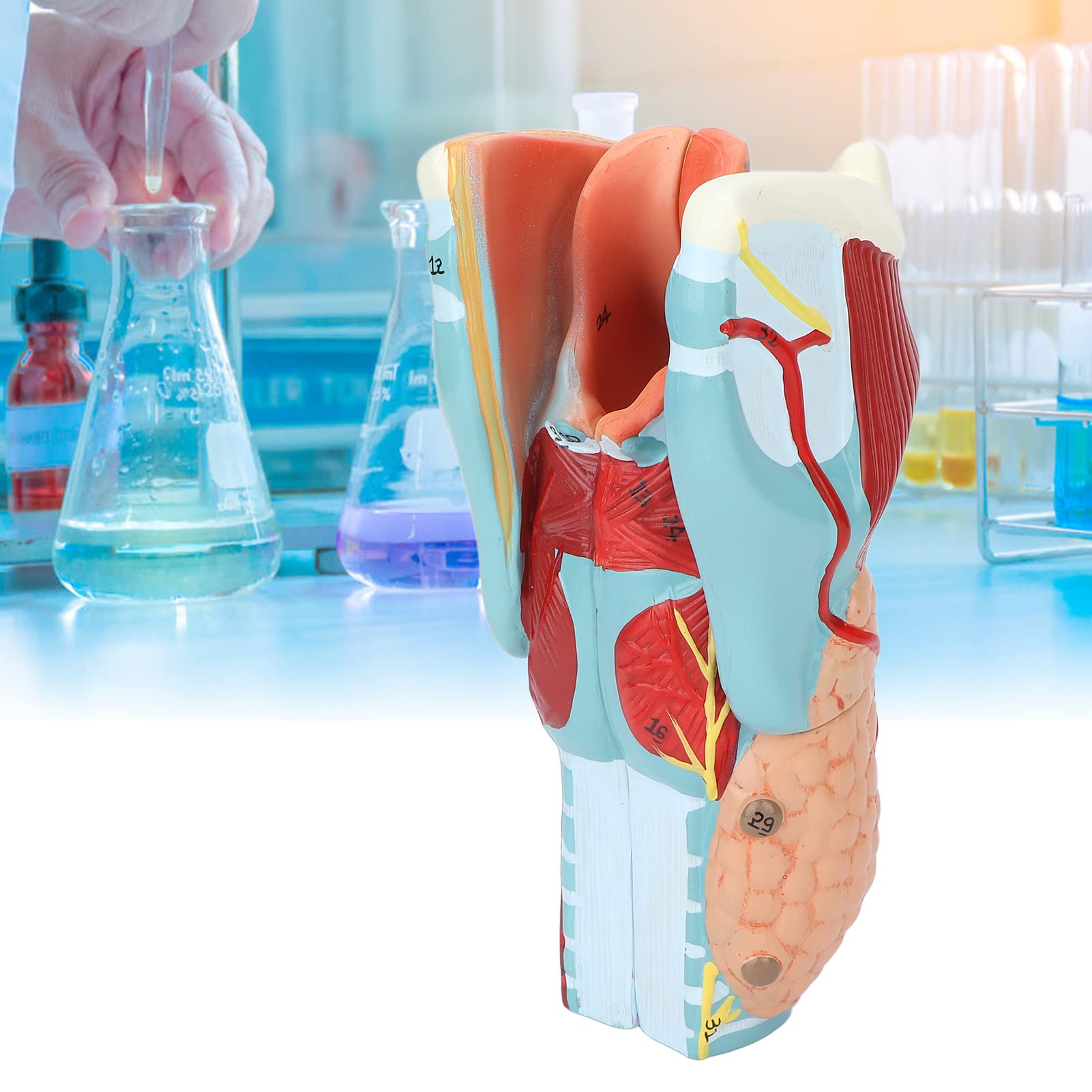 Menschliche Kehlkopfanatomie Kehlkopfmodell, Kehlkopf Anatomie Modell mit 2X Vergrößertem Kehlkopf, Laryngopharyngeal Anatomisches Modell Studienmodell Wissenschaft Medicalstudents Lehrmittel