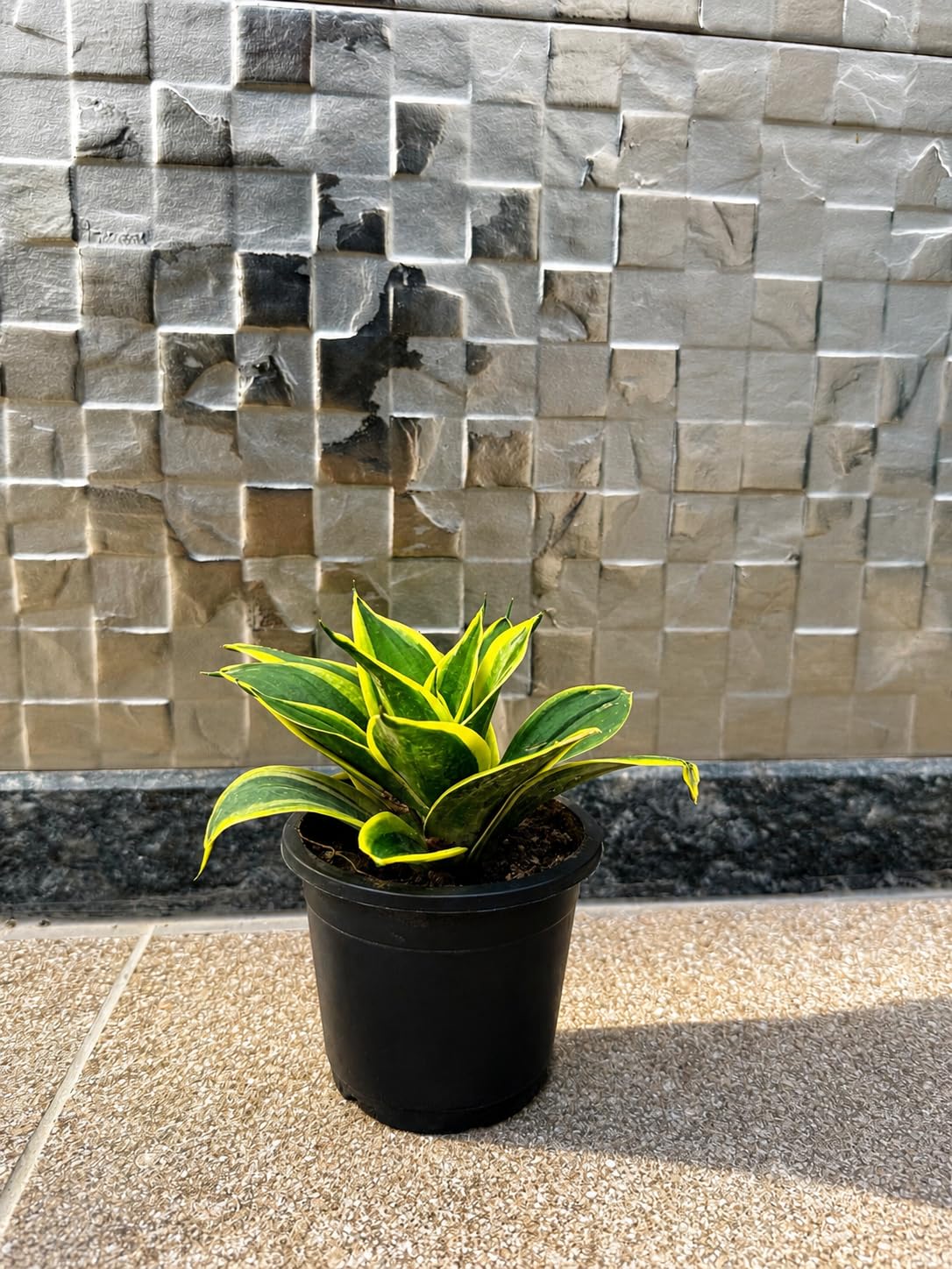 Sansevieria Golden Hahnii Snake Plant Live Indoor Plant, Bird's Nest Snake Plant in 5 Inch Nursery Pot, Low Maintenance Air Purifying Houseplant, Oxygen Releasing Succulent for Home, Office & Bedroom-image-19