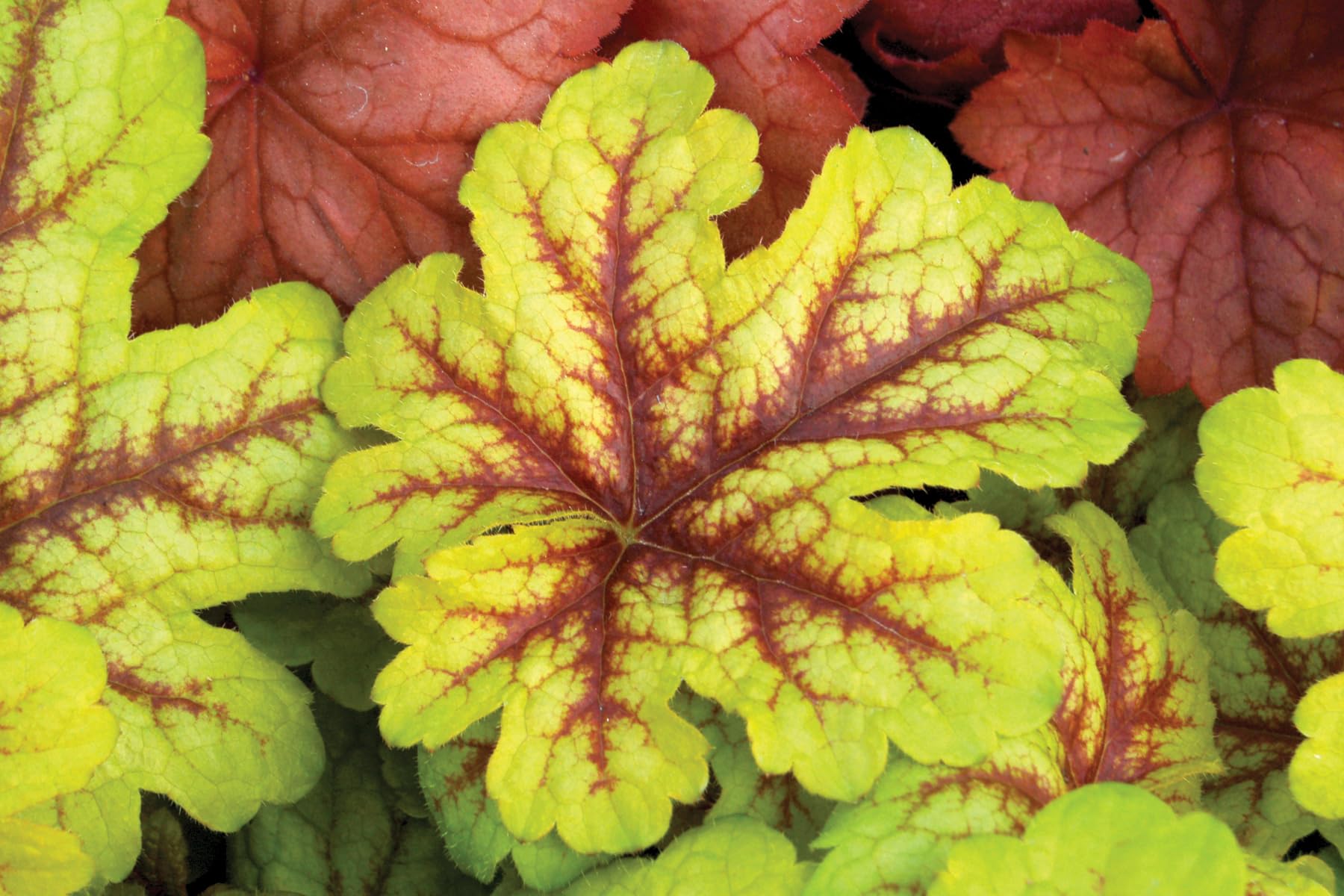 Stauden Gänge 10 x Heucherella Hybride 'Alabama Sunrise' winterhart