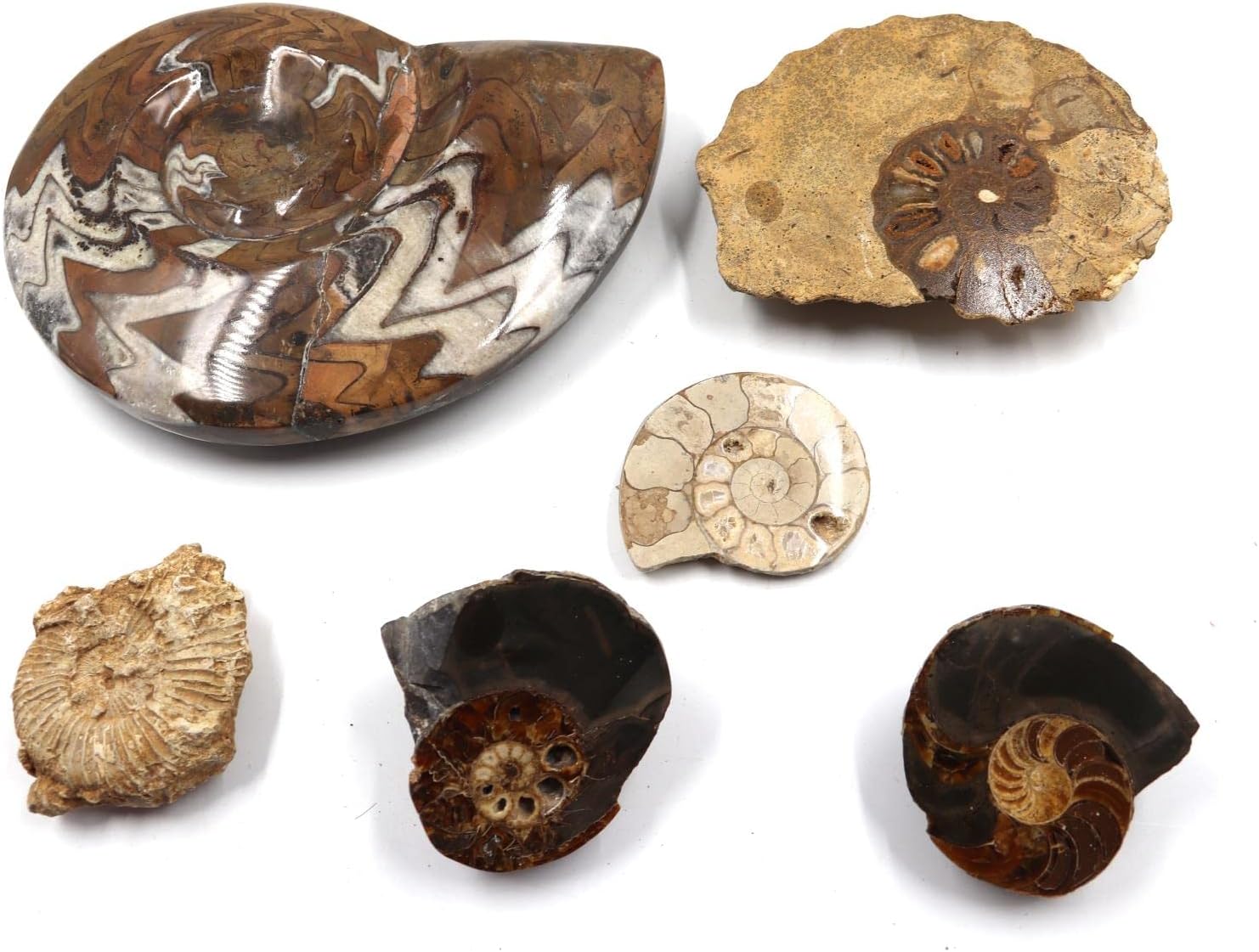 Ammonite, Nautilus & Goniatite Fossil Lot (6 Pieces) -17029