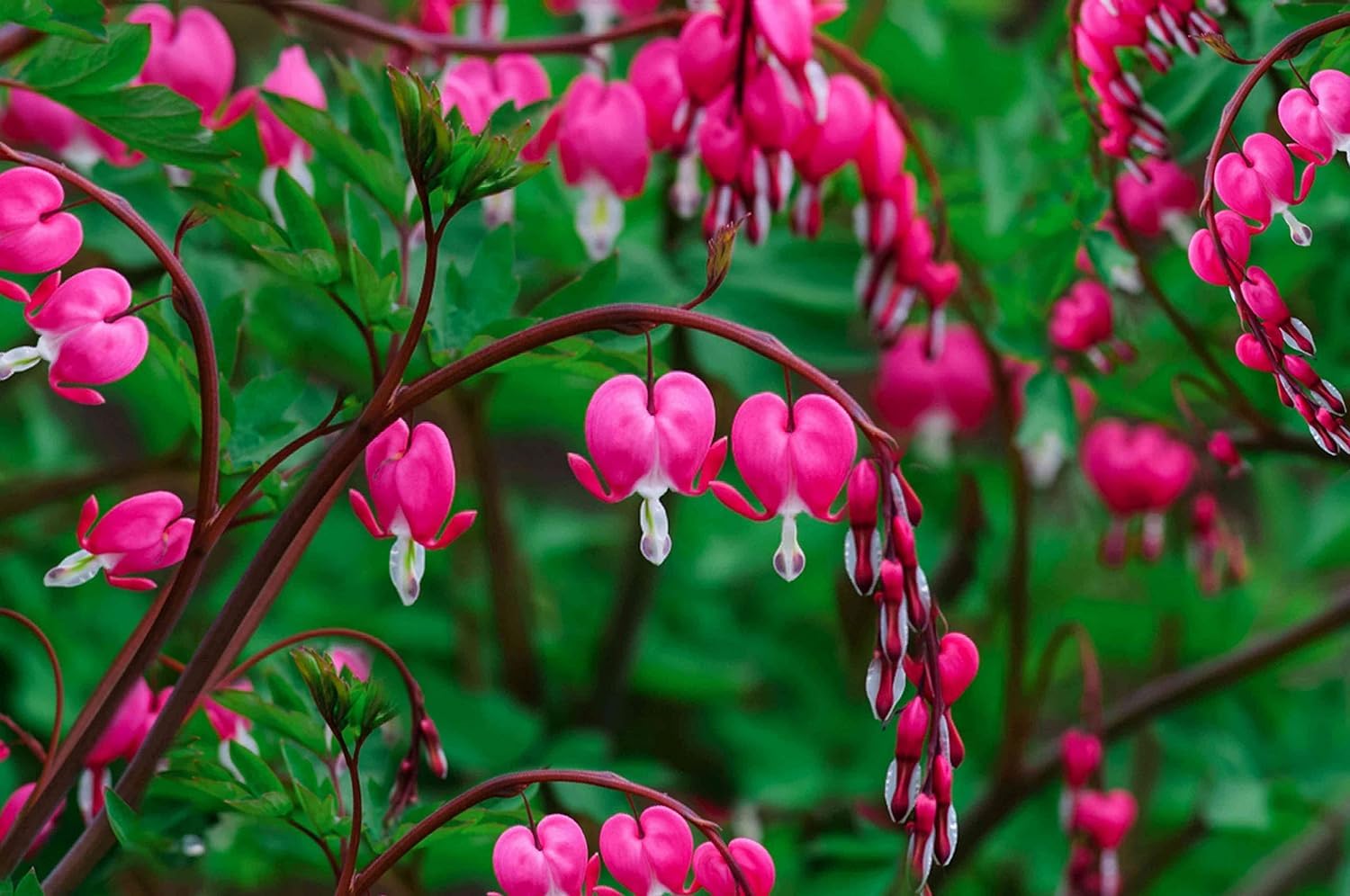 Linaa Bleeding Heart Vine Red Live Plant Creepers & Climbers Flowers Garden Live Plant Nursery Indoor Outdoor Living Plants (B0BT9K3WSQ) Amazon Price History, Amazon Price Tracker