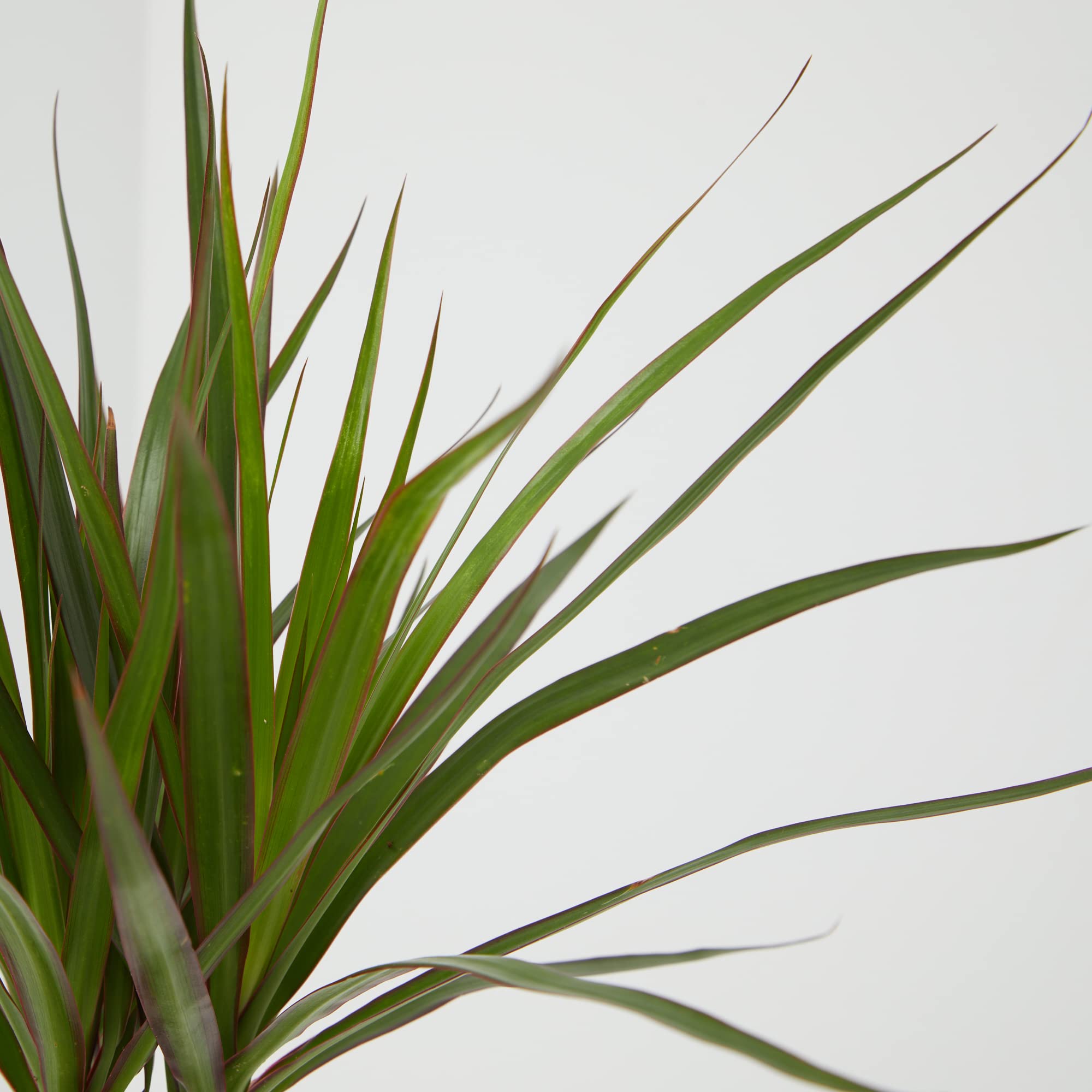 Verdecora Dracena Marginata | Dracaena Marginata | Planta natural de interior | Gran adaptación a interiores y fácil de cuidar (Maceta Ø11cm)