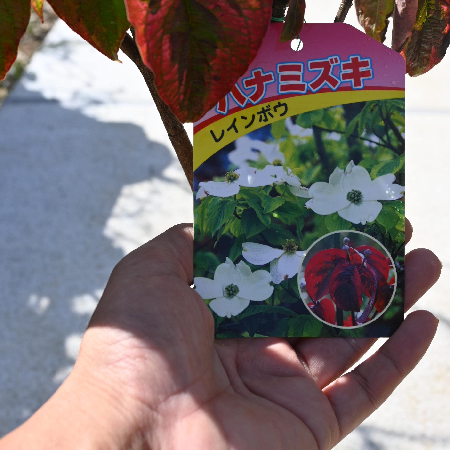 Amazon.co.jp: ハナミズキ白花 レインボーハナミズキ斑入葉 ハナミズキ 