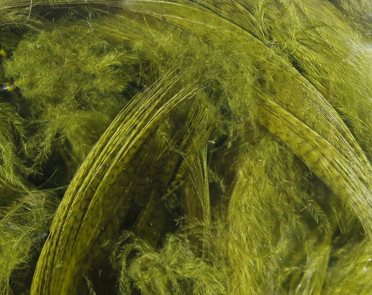 Hareline Fly Tying Mallard Flank – Natural Mallard Flank Feathers for Fly Tying Wet Flies, Streamers & Classics