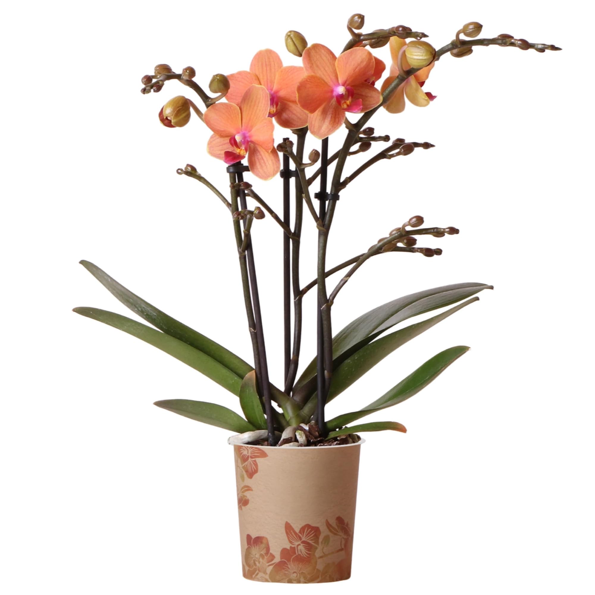 Orchid Phalaenopsis Kolibri Bolzano - Moth Orchid - Real Indoor House Plant - Live Plant for Living Room, Bedroom, Office - Indoor Plants Decor (9cm Pot, 30-40cm)