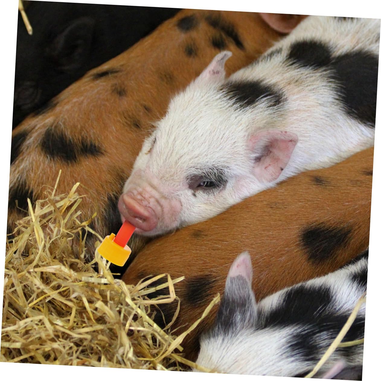 Toddmomy 5Pcs Replaceable Professional Lamb Nipples for Goats and Sheep Convenient Feeding Accessory for Animals Durable and Easy to Use