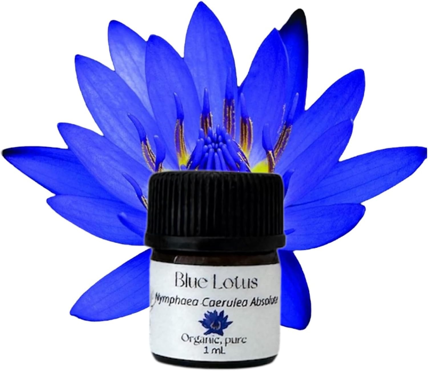 Blue Lotus Absolute Oil, Organic, Pure, Natural 1 mL