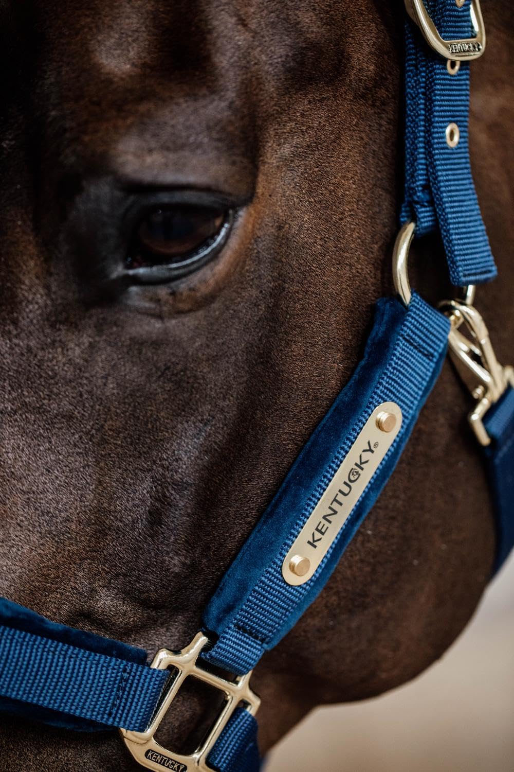 Kentucky Capezza Velvet in Size: COB (EU). - Dark Blu - COB