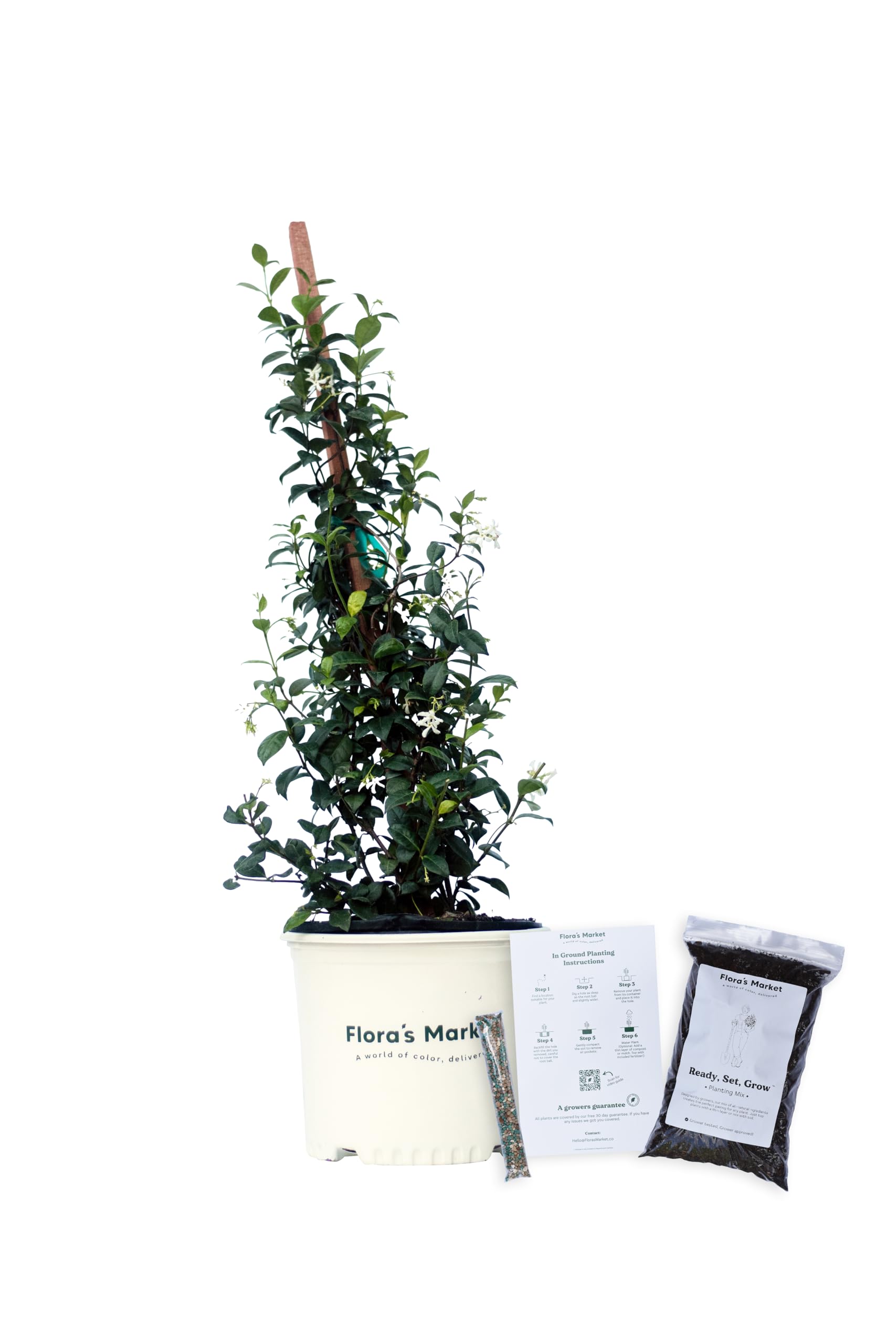 Confederate Jasmine - Includes Planting kit (3 Gallon)