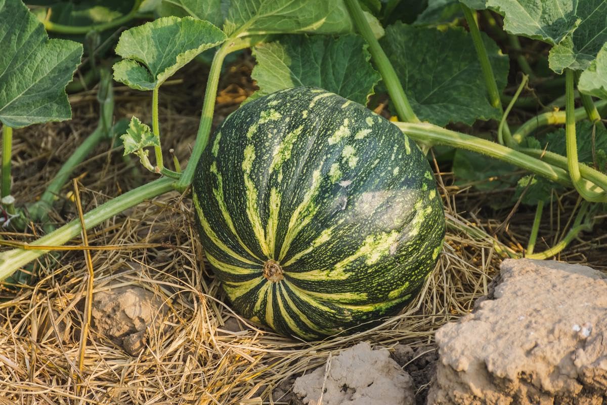 See full amazon price history chart for Indian Pumpkin Seeds/Desi Kaddu - Desi Variety (20 Seeds) Indian Pumpkin Seeds/Desi Kaddu - Desi Variety (20 Seeds) (B0CJC4T6SB) Amazon Price History, Amazon Price Tracker