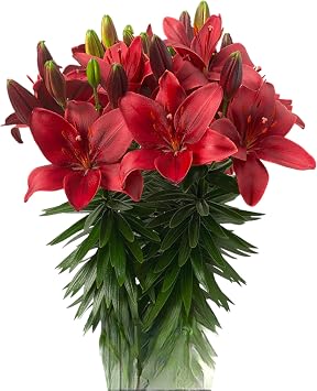 19 stems of Fresh red Lily Flowers DIY hydroponic flower arrangement Gifts for home decoration birthdays anniversaries healing sympathy, friendship and love