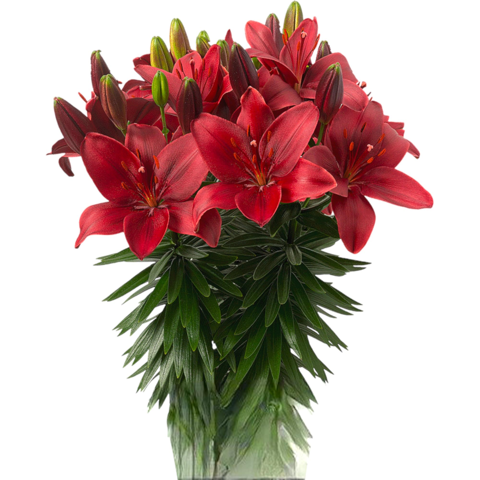Amazon.com : 19 stems of Fresh red Lily Flowers DIY hydroponic
