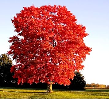 80 Seeds Red Maple Outdoors Maple Tree Seeds Acer rubrum PeavyTailor