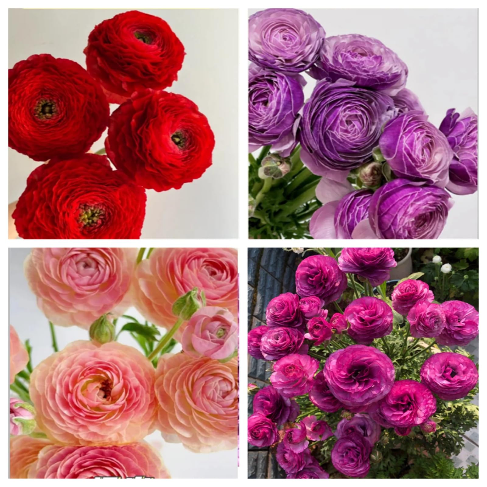 Hardy Perennial,Ranunculus Plants UK, Excellent Display Ranunculus Bulbs Mixed colorsperennial Grow Your own to Attract Butterflies and bees-5bulbs-A