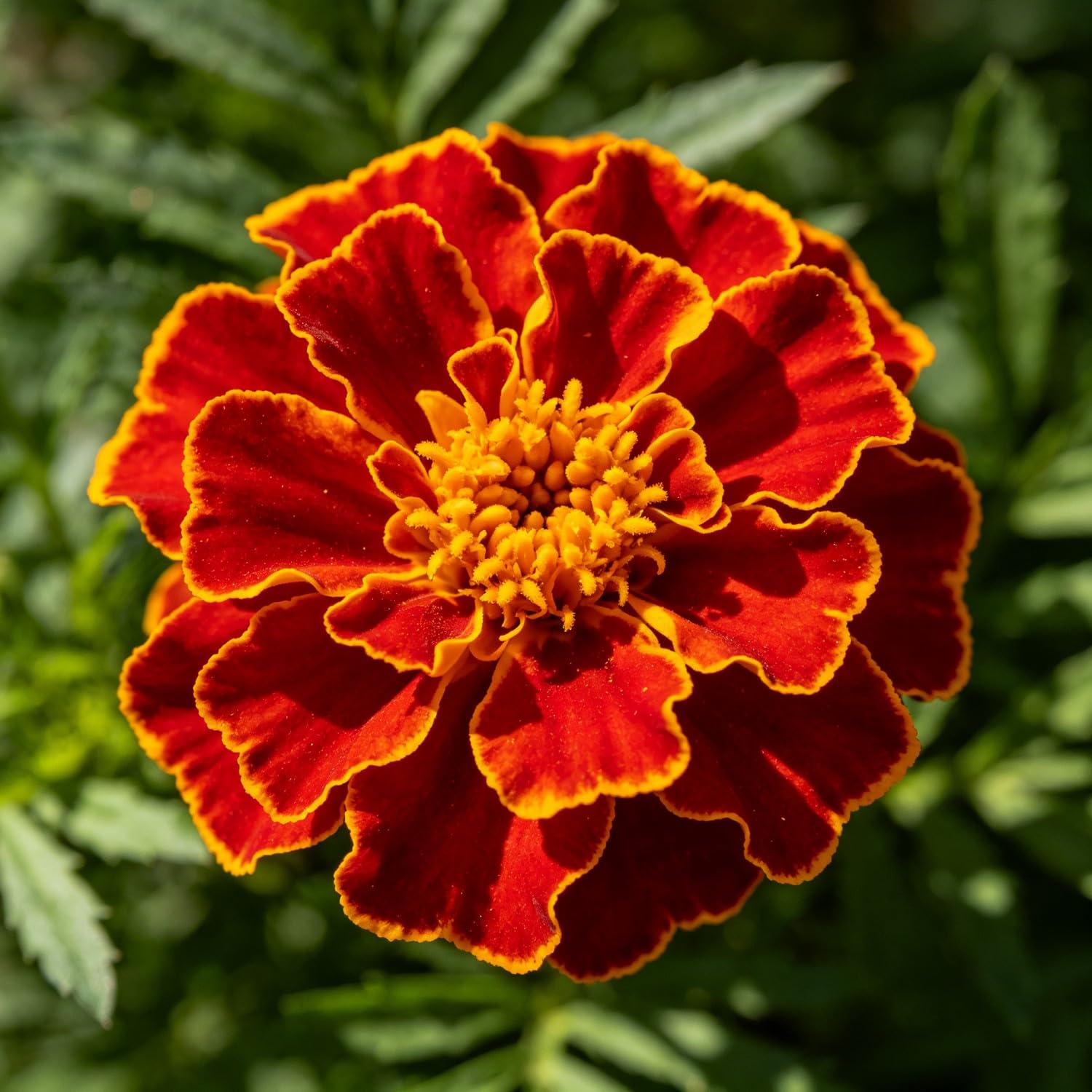 French Marigold（Tagetes patula） Seeds-Hardy Perennial,Suitable for Garden Plants, Landscape Design, Indoor and Outdoor Potted Plants, Vibrant Floral Display Garden-2000pcs-G